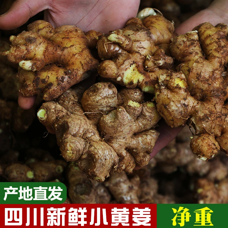 奔跑的左脚四川新鲜小黄姜1斤/3斤/5斤