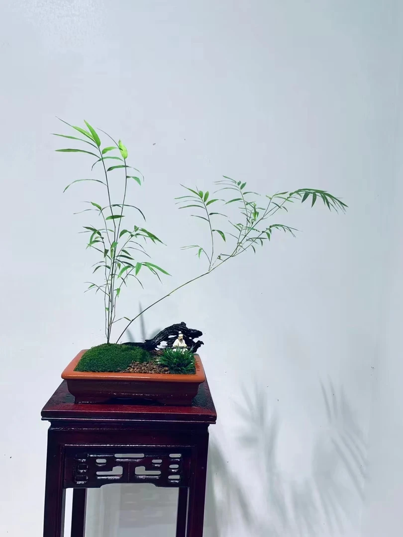 《一物一拍》山水画内门竹室内观赏性盆景书房办公室茶桌盆栽