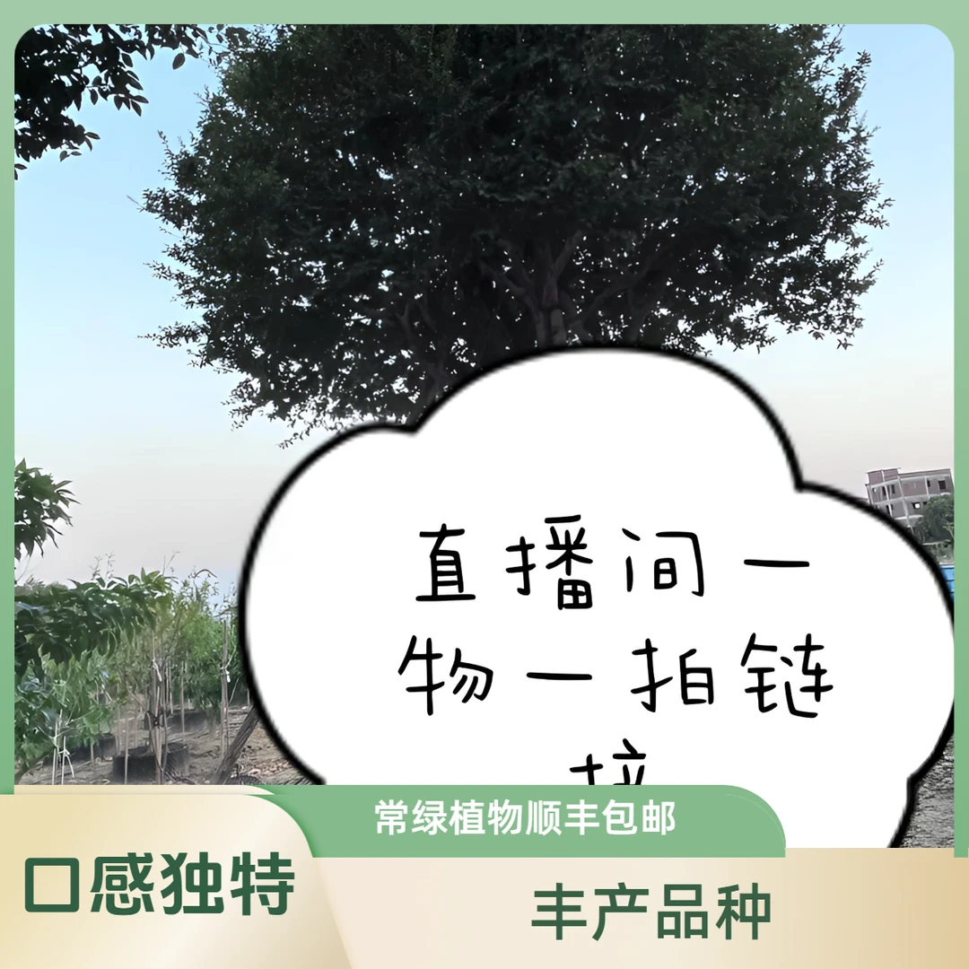 嘉宝果直播间一物一拍树葡萄果 树苗盆栽地栽苗 种植栽(顺丰包邮)