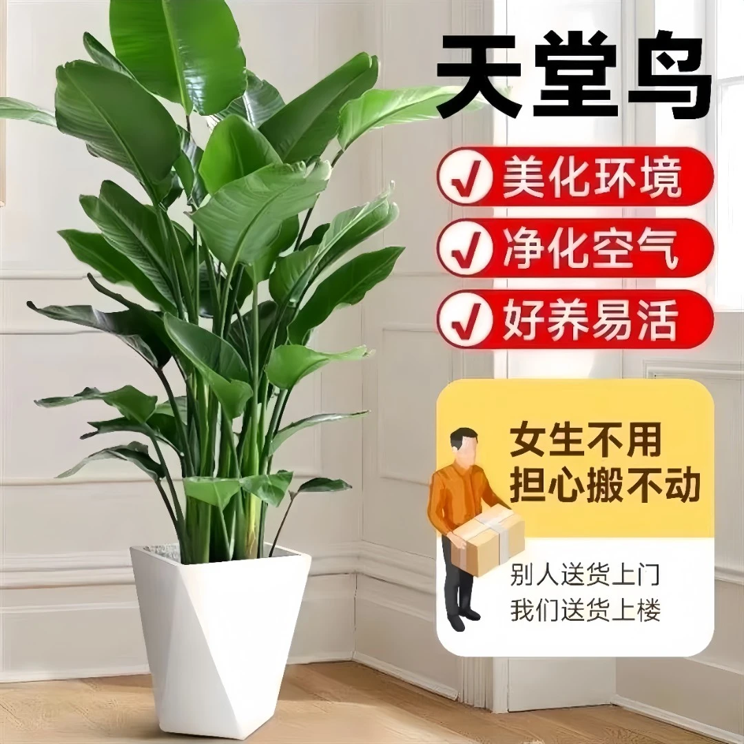 A级天堂鸟1.4-1.6米盆栽室内绿植净化空气大叶办公室绿植除甲醛