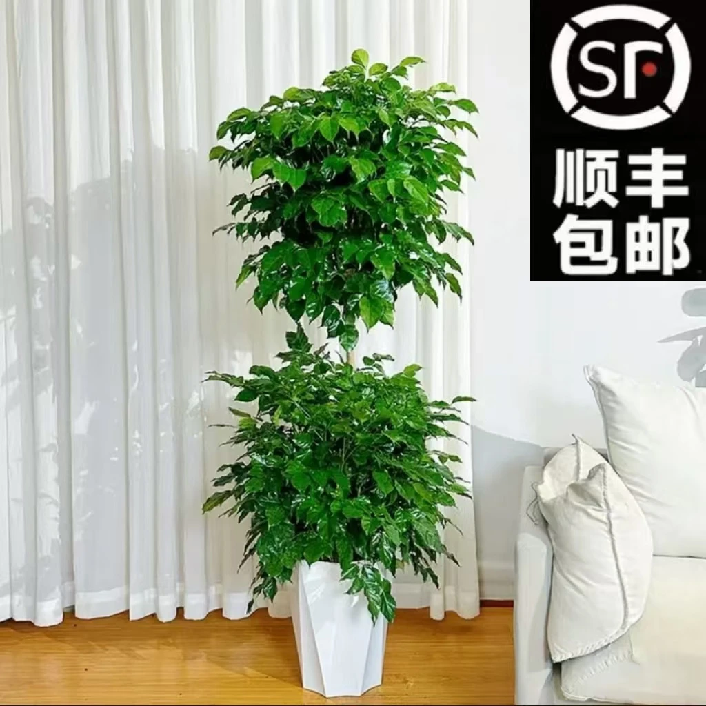 【顺丰包邮】1.5-1.7米双层老桩绿宝幸福树净化空气室内大型绿植