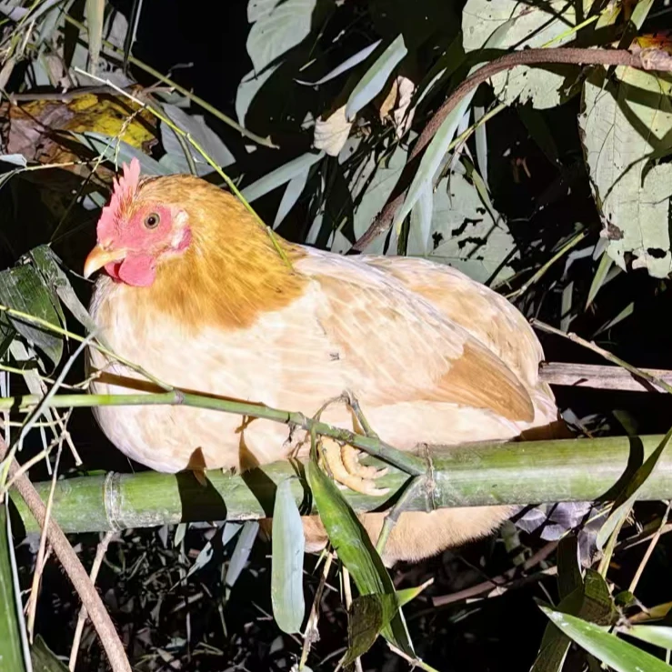 春菊家放养竹林土鸡