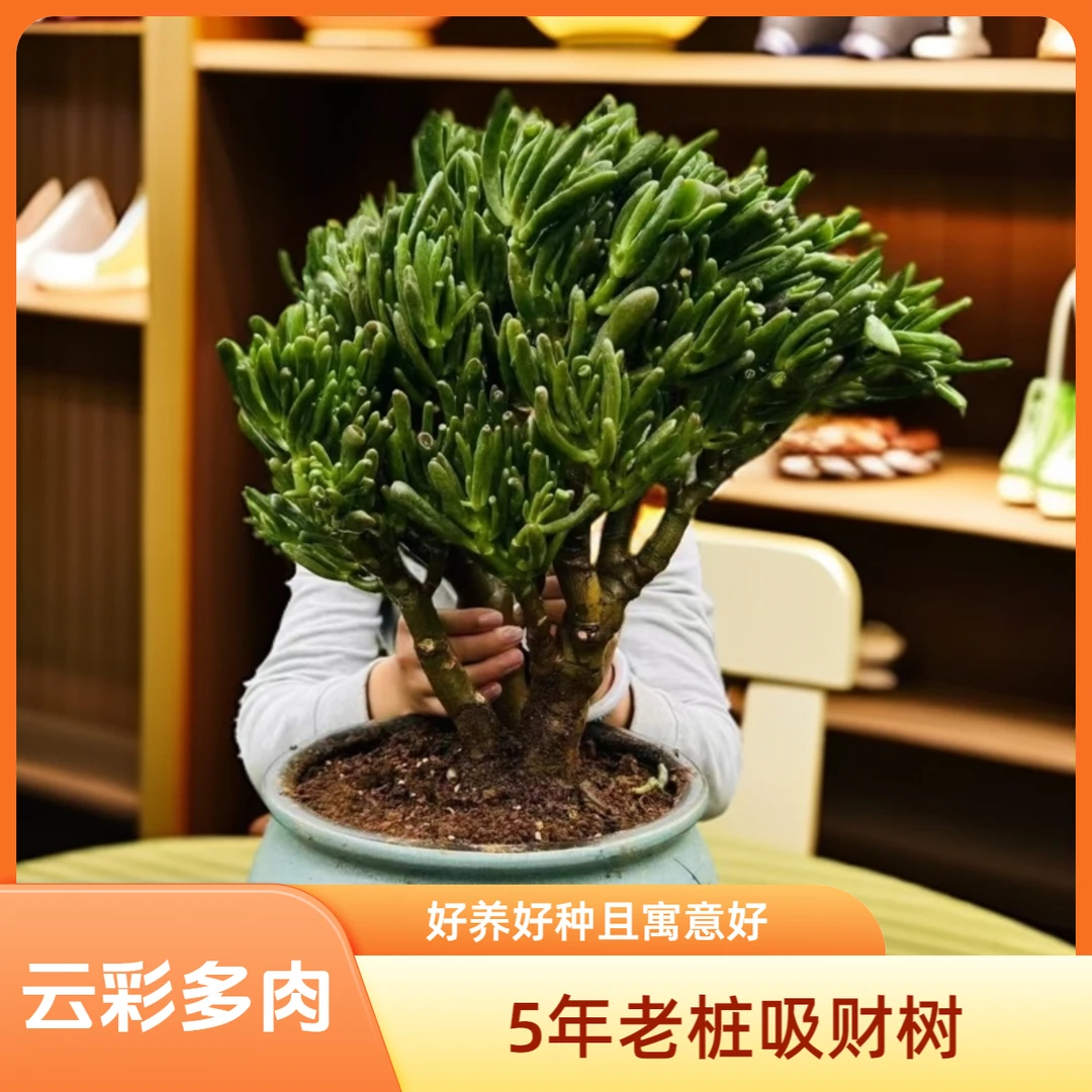 5年老桩吸财树（冠幅30公分左有，高度35公分左右）好种好养