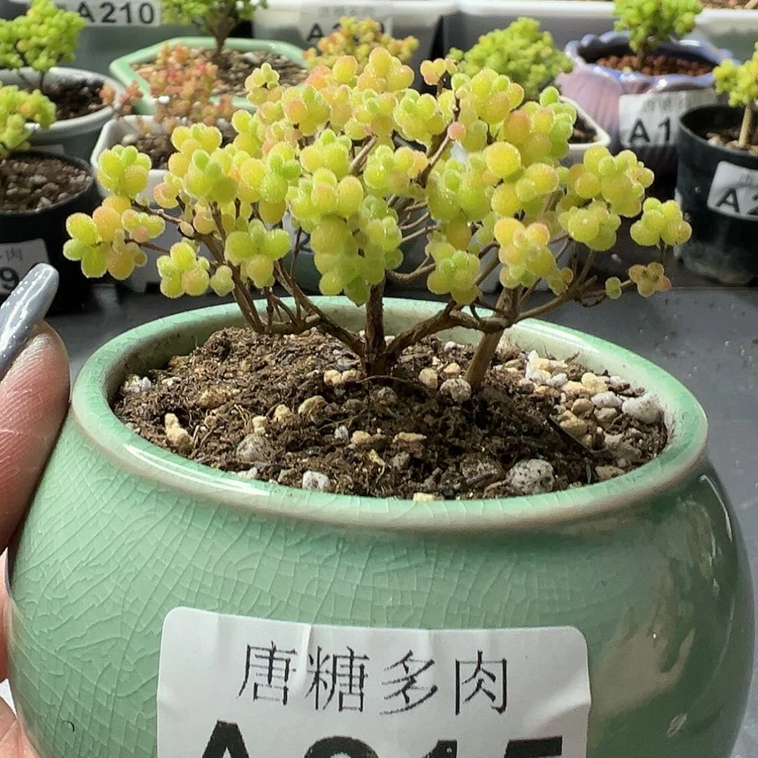 蜜橘糖球枝干番杏215