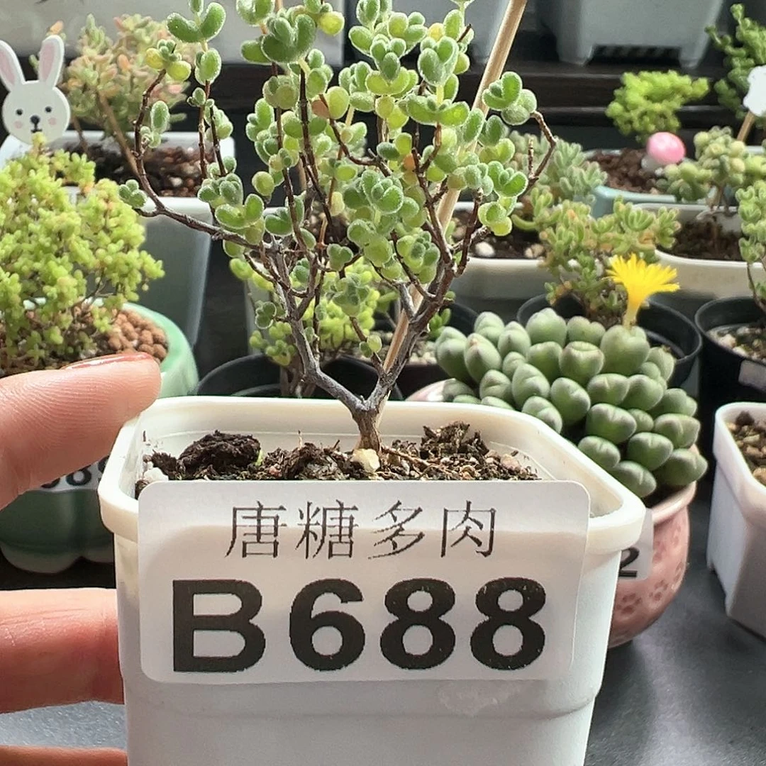 莱斯枝干番杏688
