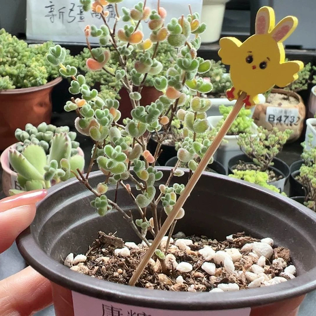 莱斯枝干番杏561