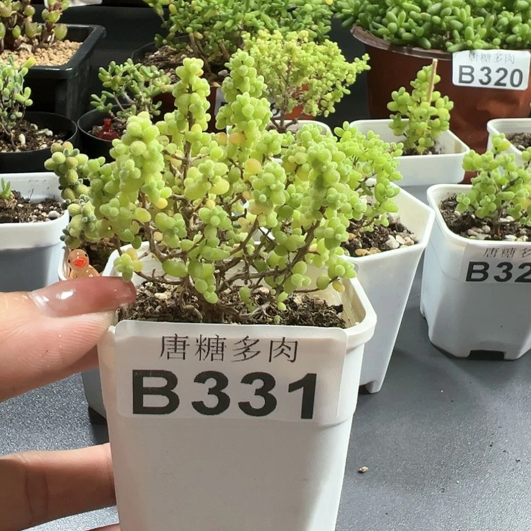 小小米枝干番杏331