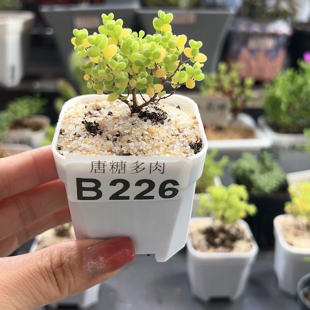 蜜橘糖球226枝干番杏