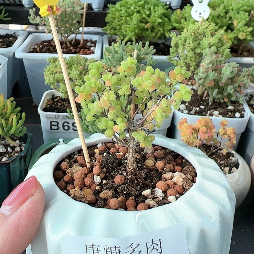 (****)蜜橘糖球枝干番杏917