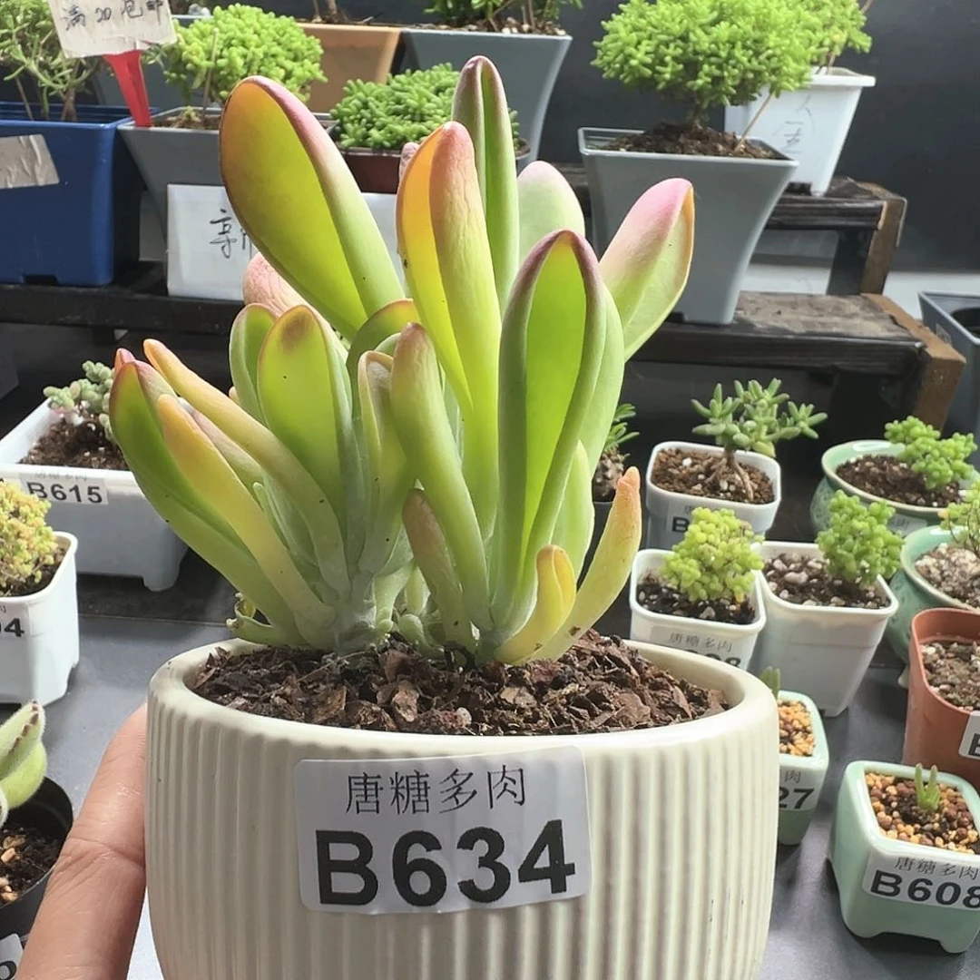 火狐狸植物多肉634