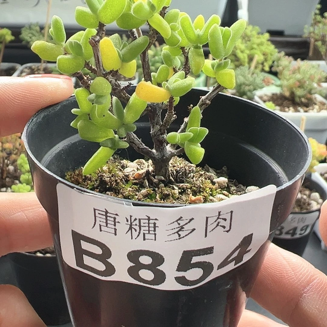 虾钳枝干番杏854