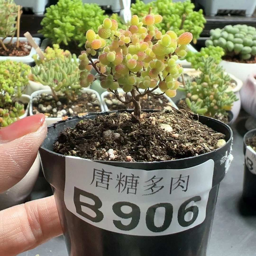 7**3蜜橘糖球枝干番杏906