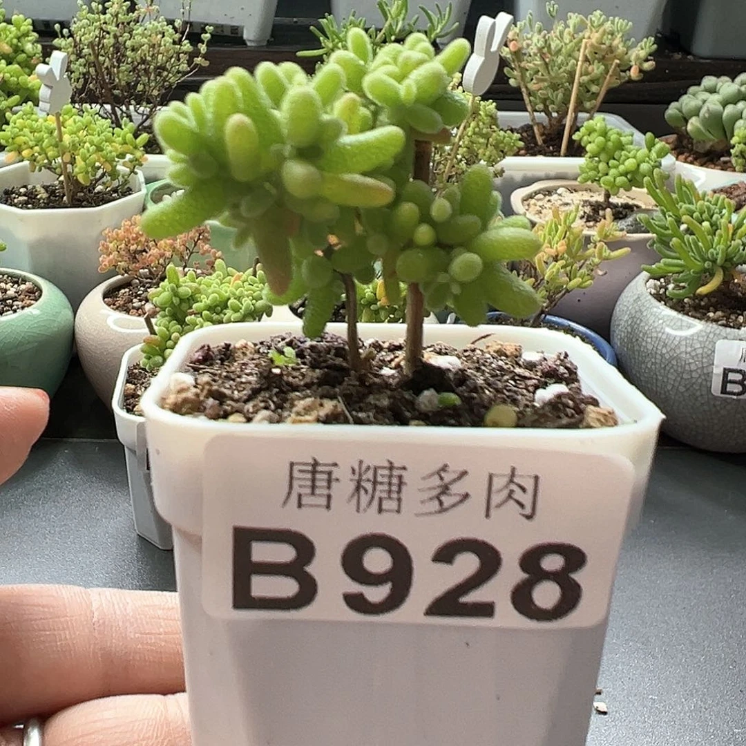 蜜橘糖球枝干番杏928
