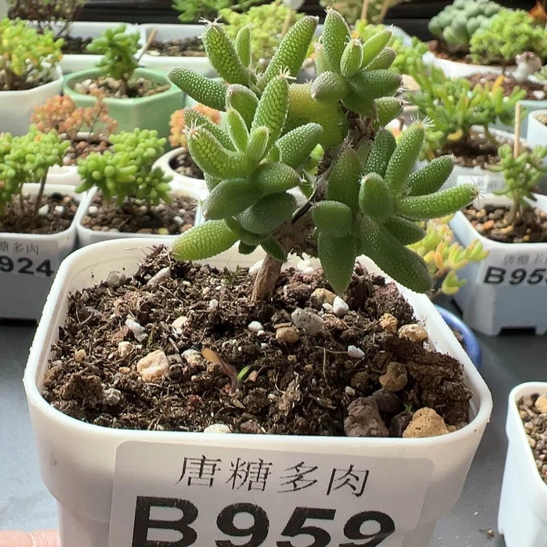 玉米枝干番杏959