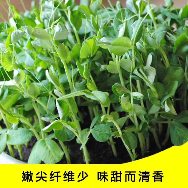 【满5包包邮】豌豆尖种子土培无土水培发豌豆尖苗菜阳台盆栽四季种