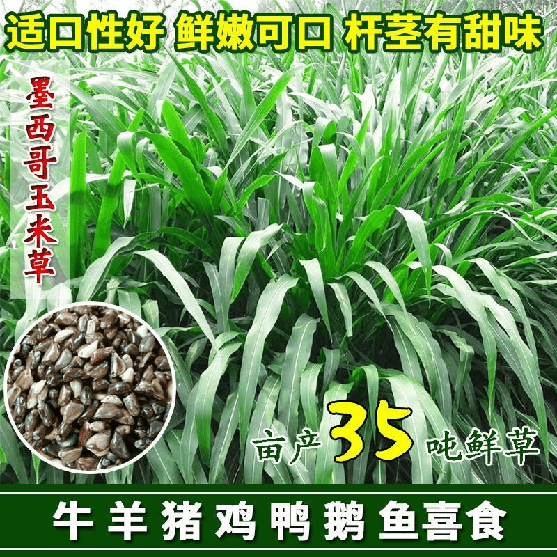 牧草种子墨西哥玉米草种子阔叶优12玉米草种籽大叶高产猪牛羊草籽