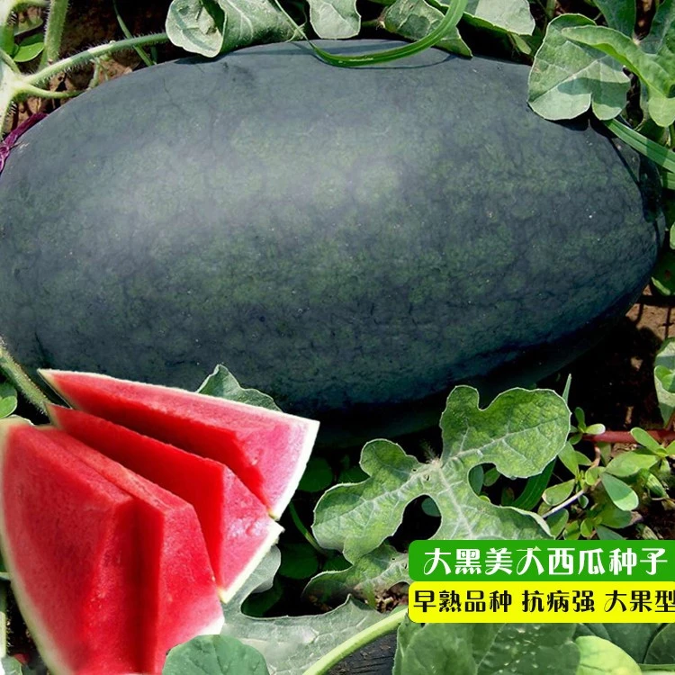 籽种拍三送一8424/懒汉瓜王/黑巨霸/盆栽小西瓜拇指西瓜/西瓜种子