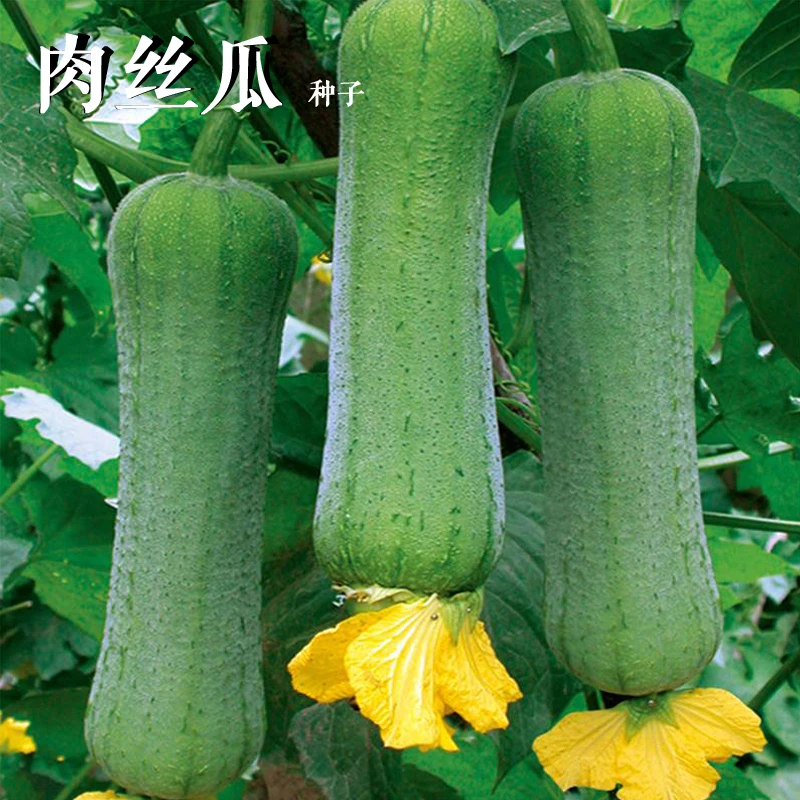 【拍三送一】长香丝瓜/季节大肉丝瓜/菱角丝瓜家庭种植蔬果种子蔬菜