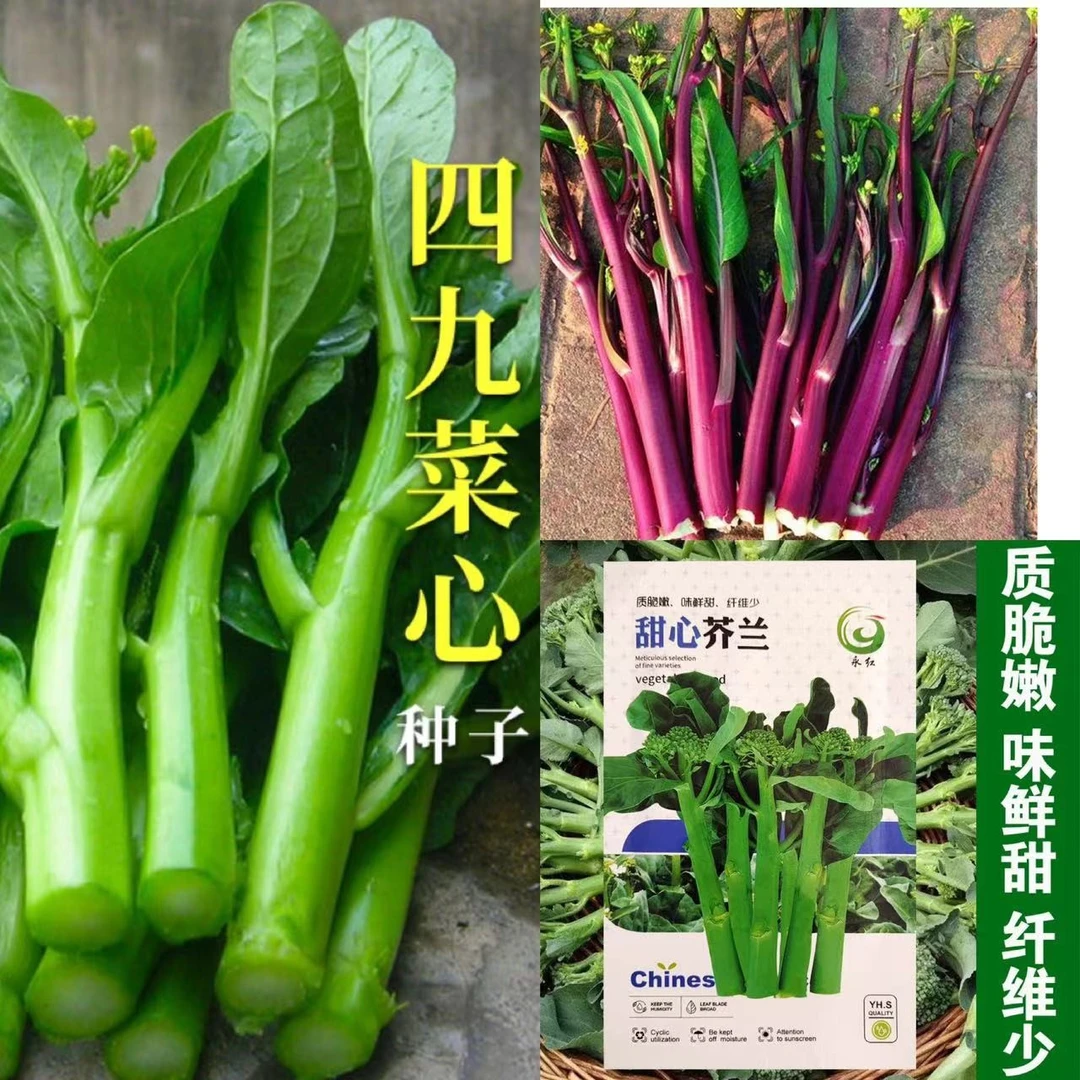 籽种拍三送一四季甜菜苔/红菜苔/甜心芥兰白菜苔种子家庭种植蔬菜