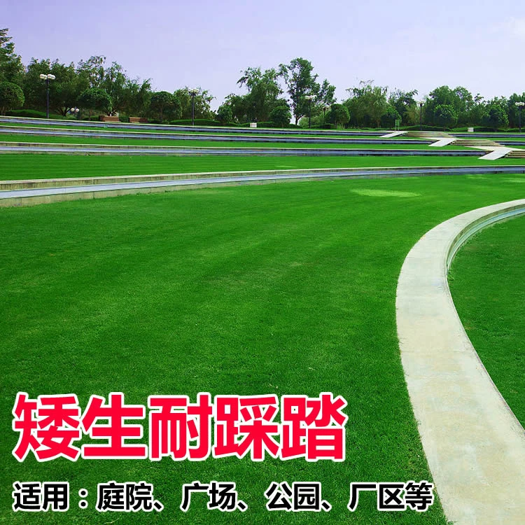 四季常青护坡王狗牙根黑麦草高羊茅早熟禾剪股颖结缕草大叶油草