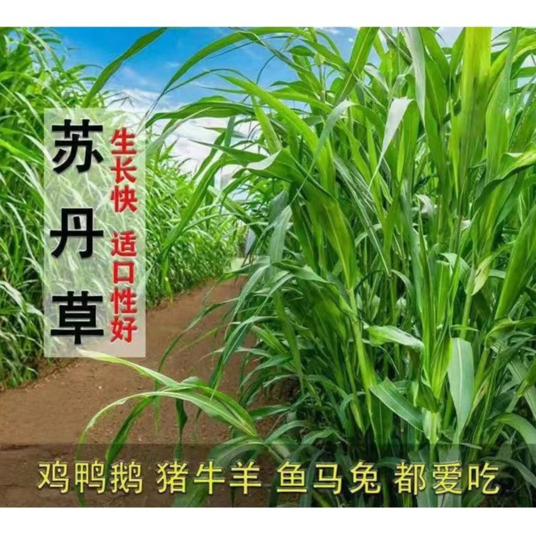 四季进口苏丹草种子高产牧草籽猪牛羊兔喂鱼养殖牧草多年生播种