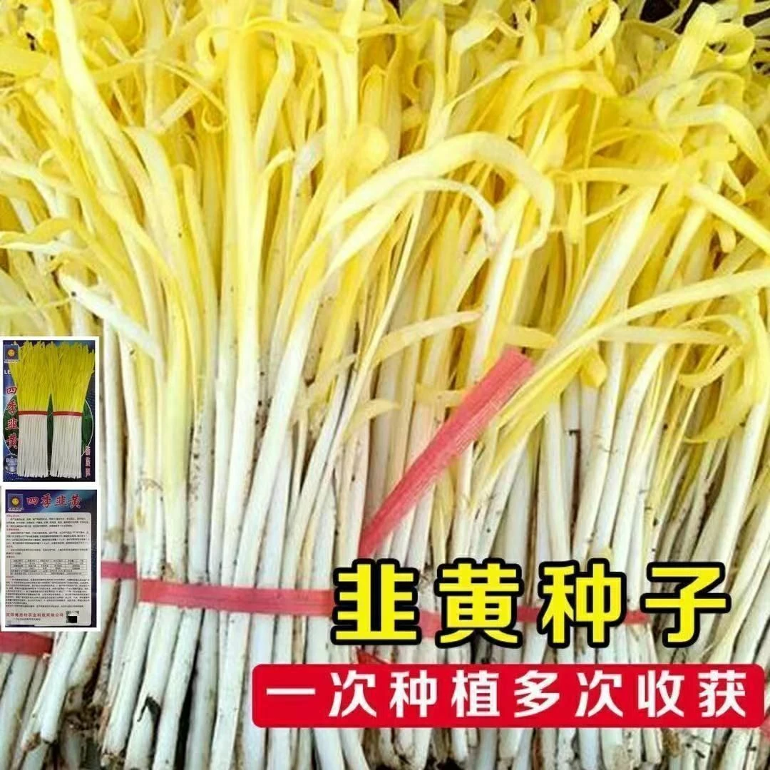 籽种拍三送一韭黄种子家庭种植蔬菜种子耐寒蔬菜生长收获简单