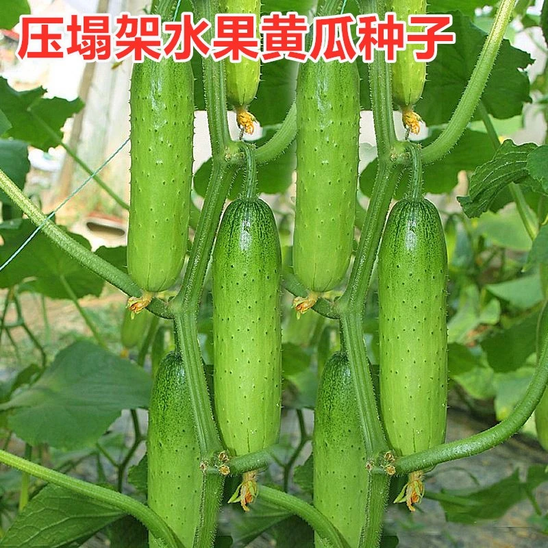 拍三送一四季播种满地爬黄瓜水果黄瓜/压塌架/小菜园长黄瓜种子