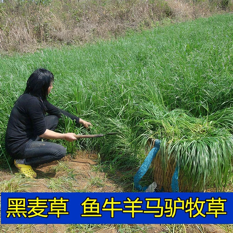 黑麦草草籽多年生牧草春秋播种耐寒高产叶片优质牧草种子多次收割