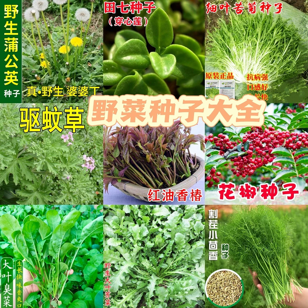 籽种拍三送一各种蔬菜野菜种子大全家庭小院种植
