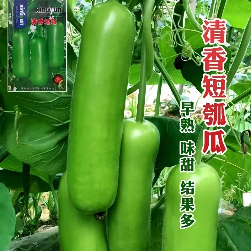 籽种拍三送一季节早熟瓠瓜种短棒高产瓠子瓜籽四季蔬菜种孑简单