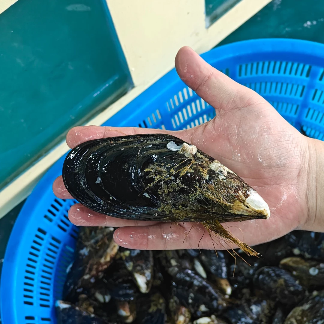 【鲜活淡菜王】3斤/5斤淡菜王/水鬼王-福建省外禁拍