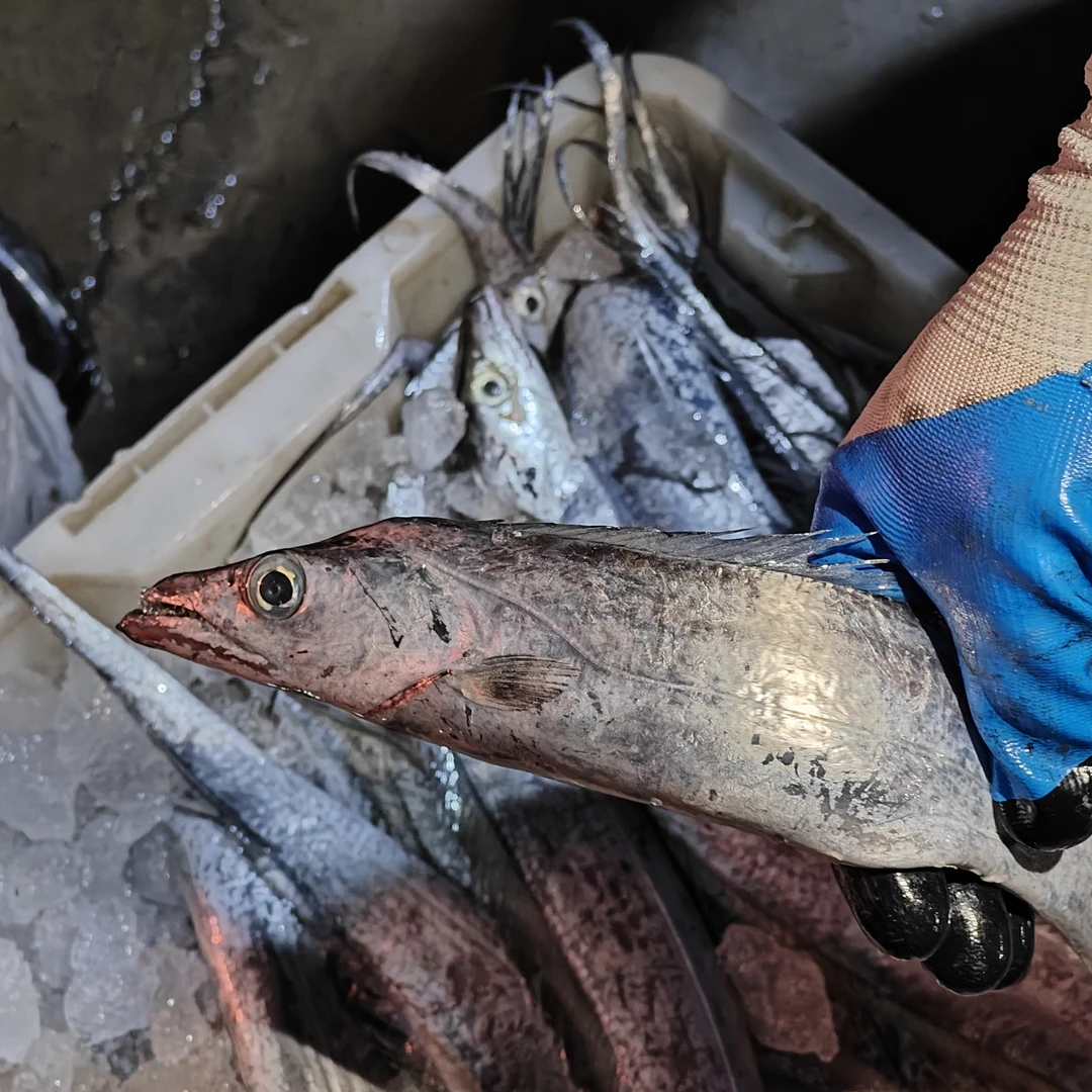 【连江本港鲜带鱼2.5斤】天然野生带鱼-福建省外液氮锁鲜隔天发货