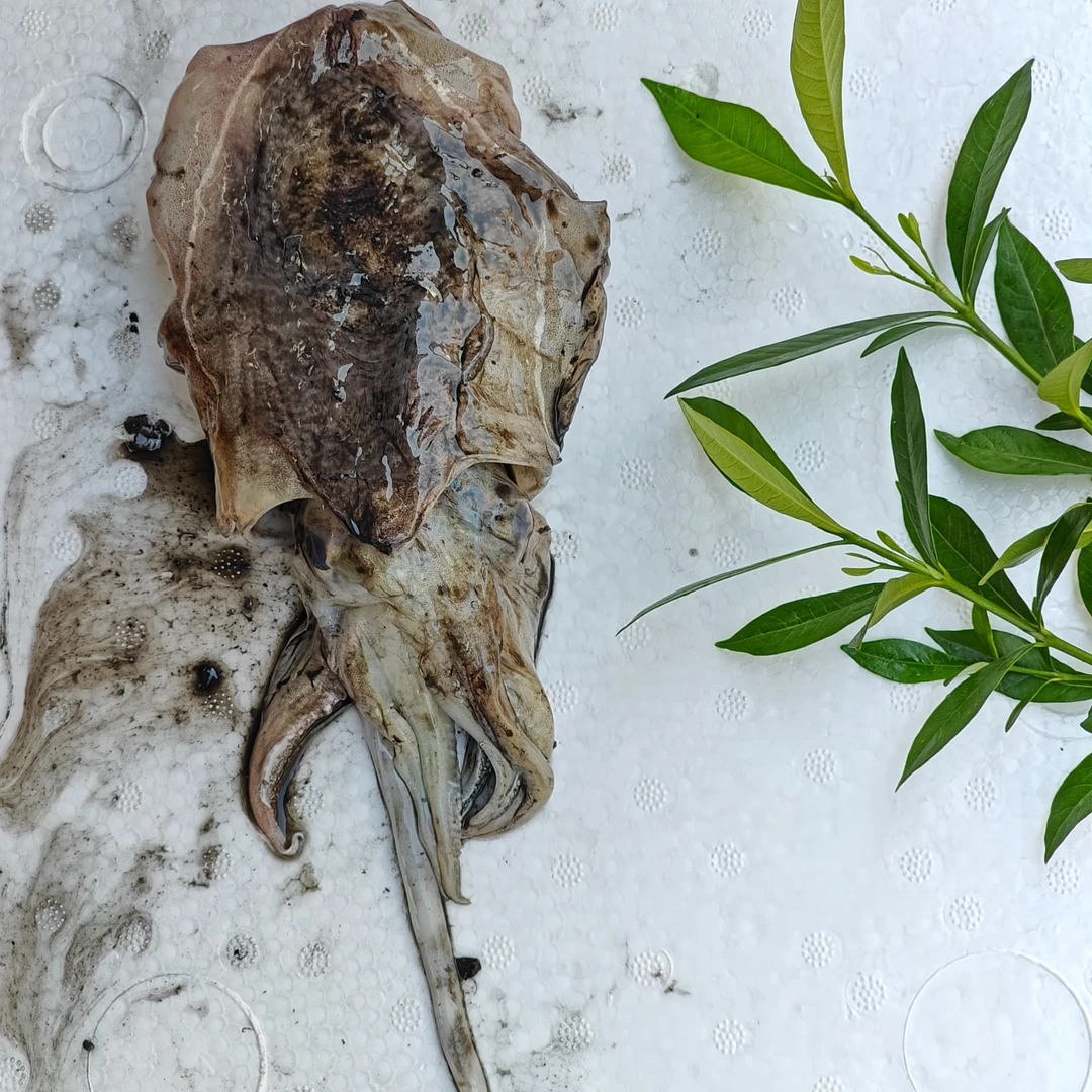 【新鲜墨鱼/目鱼】现称六号链接-福建省外禁拍