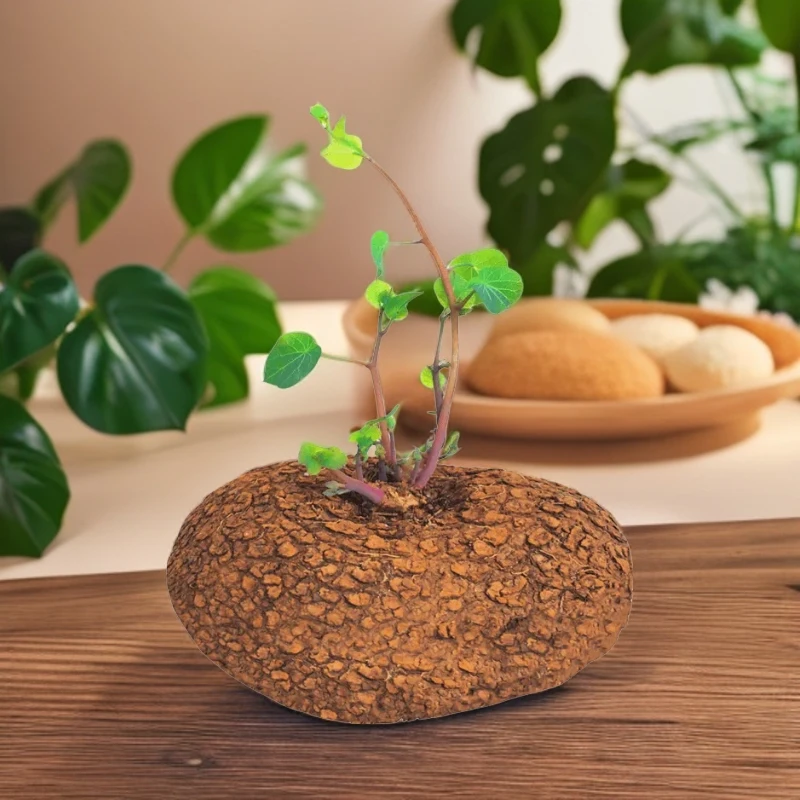 云南红藤山乌龟金不龟换植物圆叶景观爬藤圆叶室内盆景盆栽肉绿植