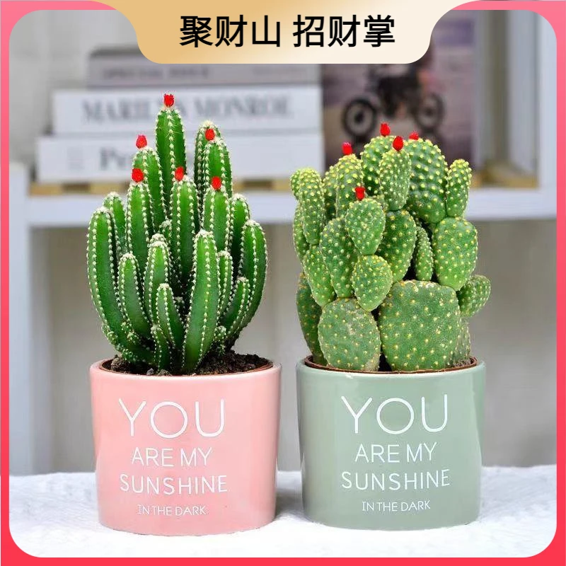 重山仙人掌多肉植物花卉绿植盆栽阳台四季好养易活绿植仙人球多肉