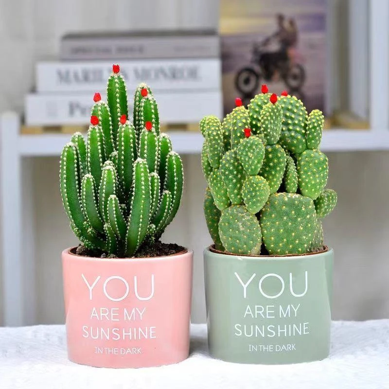 多肉植物仙人掌万重山盆栽客厅绿植花卉室内净化桌面好摆放吸甲醛