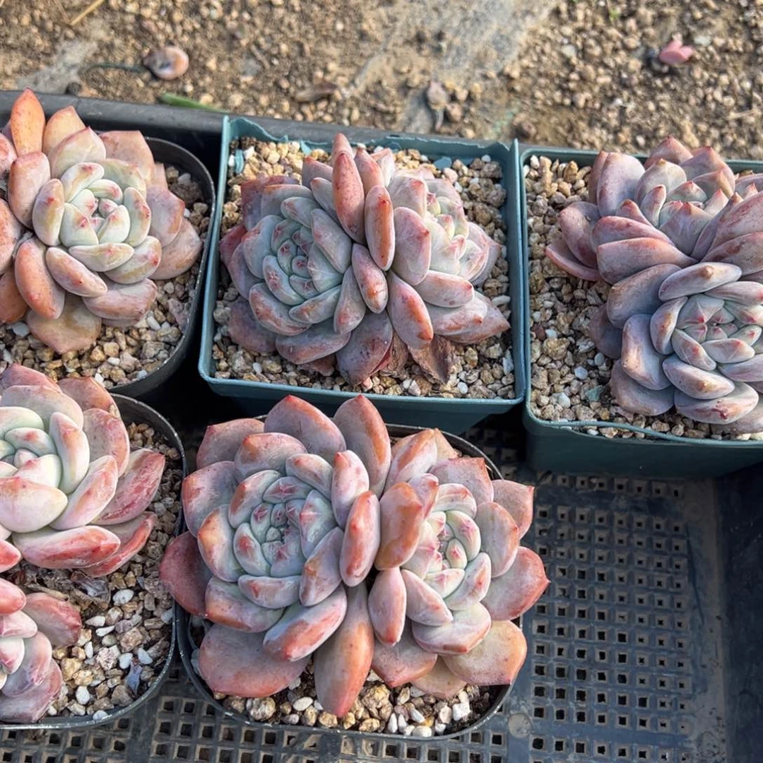 芳*多肉植物星影橙梦露