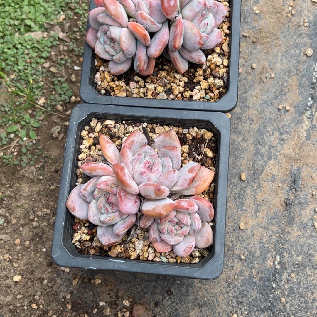 小****盆多肉植物，多肉植物