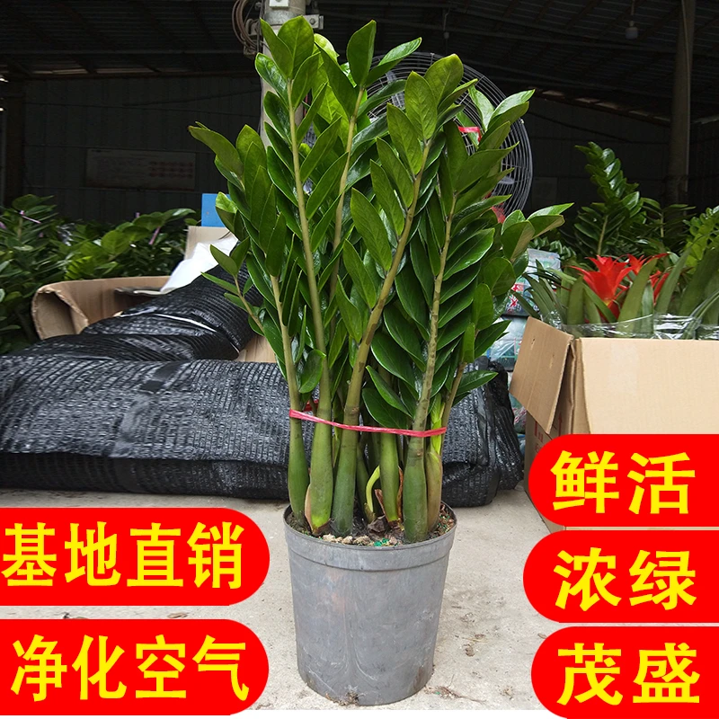 大盆金钱树盆栽室内花卉植物客厅好养办公室大绿植钱串子四季常青