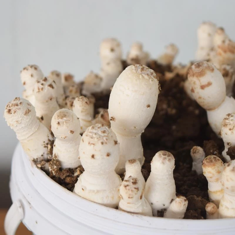 鸡腿菇菌种菌包食用菇蘑菇菌棒蘑菇菌包菌种农产品菌菇包种子盆栽