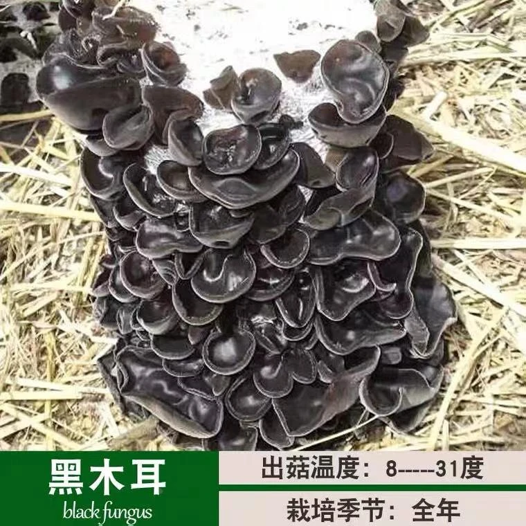 黑木耳菌包蘑菇菌包菌种菌菇包盆栽可食用蘑菇菌棒菌种室内蘑菇