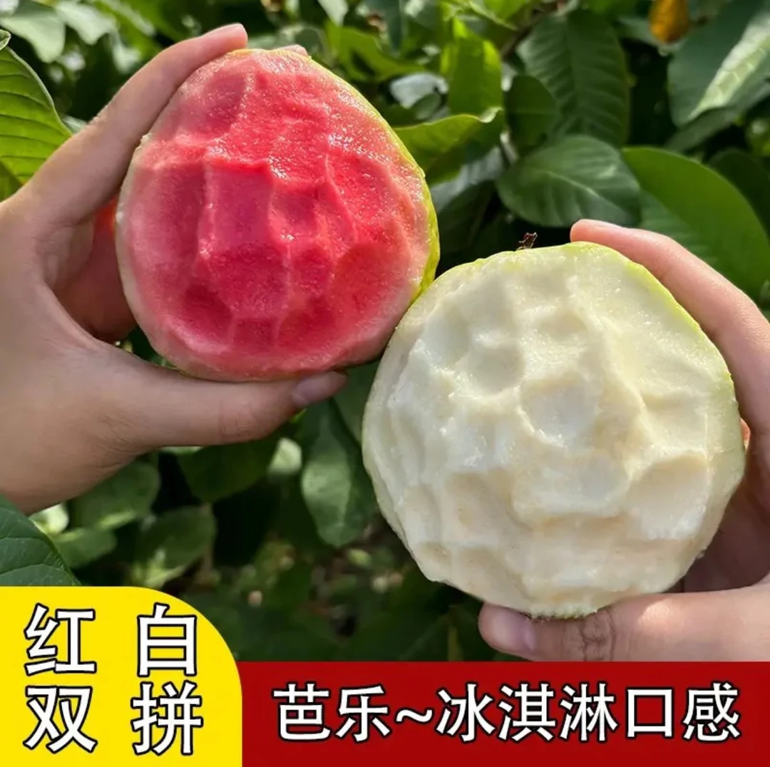 【坏果包赔】5斤广西奶油芭乐番石榴红白混装果软糯胭脂红产地直销