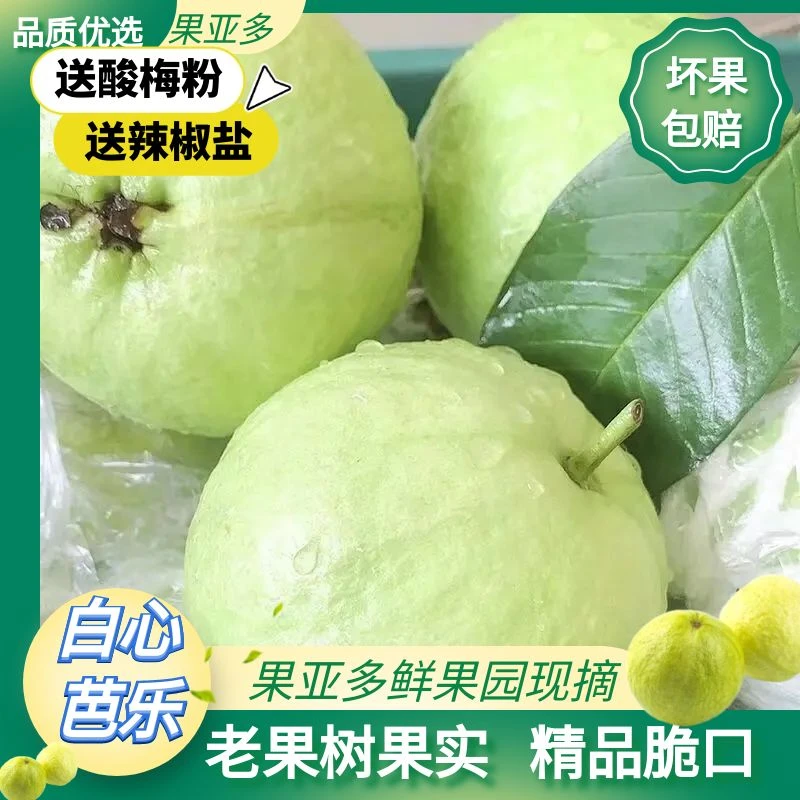 【坏果包赔】净重9斤广西白心番石榴芭乐现摘现发当季水果产地直销
