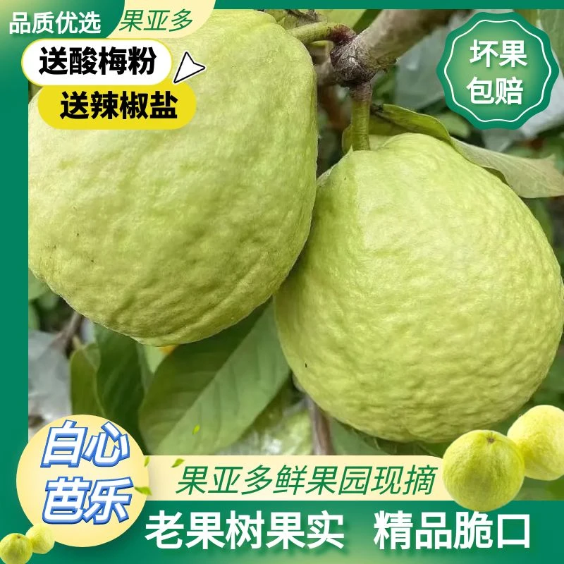 【坏果包赔】精品5斤装广西白心芭乐番石榴现摘当季脆口产地直销