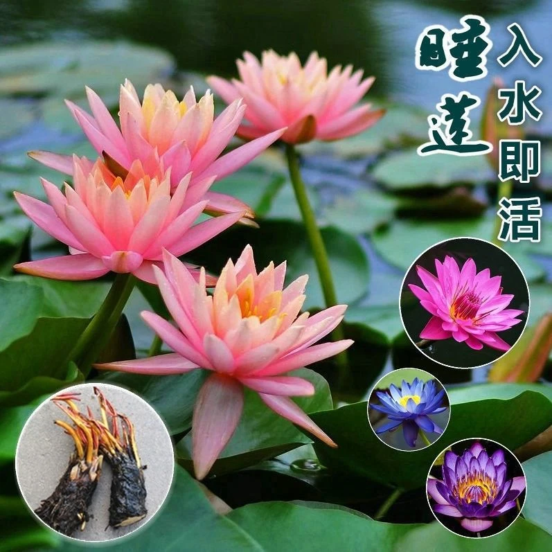 四季水养睡莲根块带芽水生植物水池鱼缸四季水培睡莲花盆栽花卉