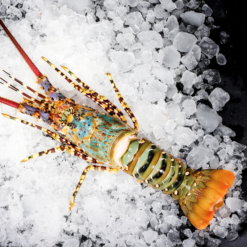 海捕大花龙 澳洲龙虾锦绣花虾 澳龙速冻海鲜水产 福建东山岛直发