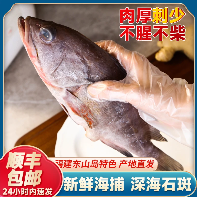 深海海捕石斑鱼 速冻发货 福建东山岛直发肉嫩刺少不腥不柴深海鱼