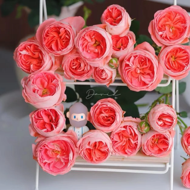 诺娃月季苗大花微月丰花浓香月季花苗四季开花勤花月季