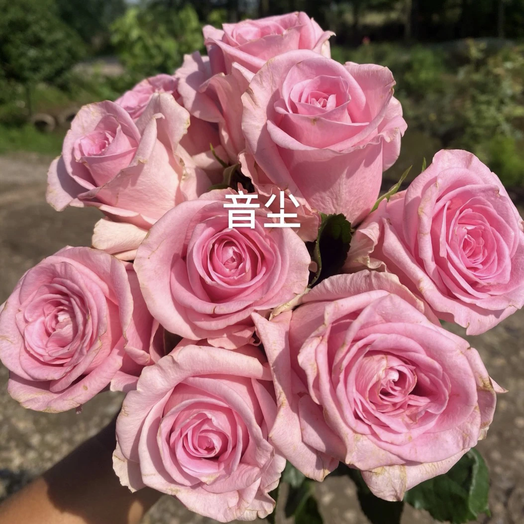 音尘 进口玫瑰大花四季开花庭院阳台盆栽切花月季花苗