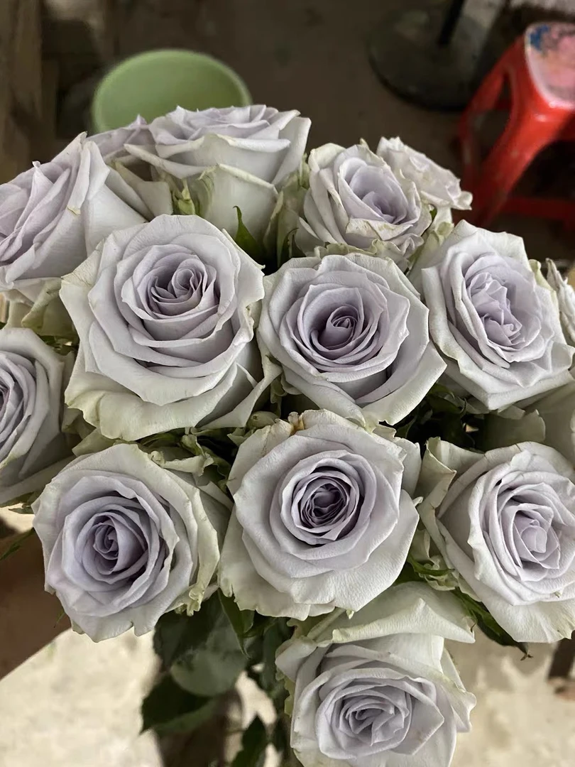 失忆症 新品进口玫瑰大花四季开花庭院阳台盆栽切花月季花苗